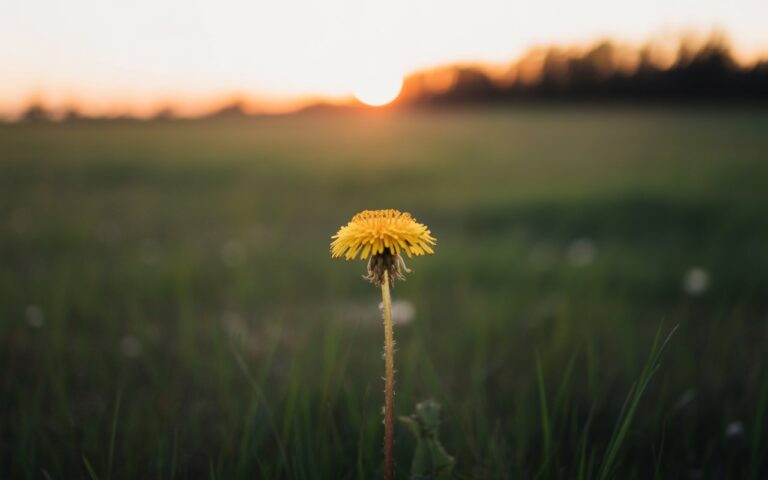Simpciry: The New Way to Live Simple, Smart, and Stress-Free